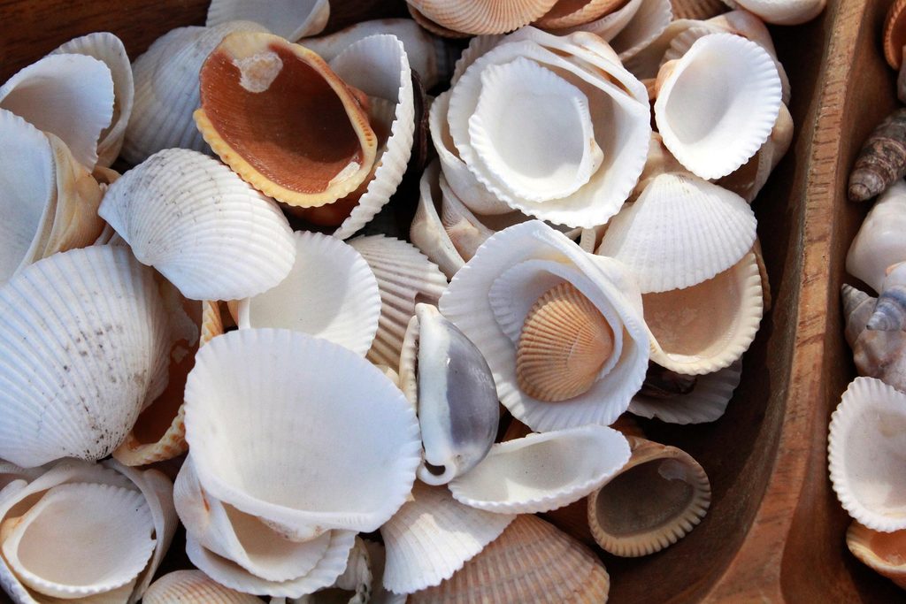 coral shells from ocean
