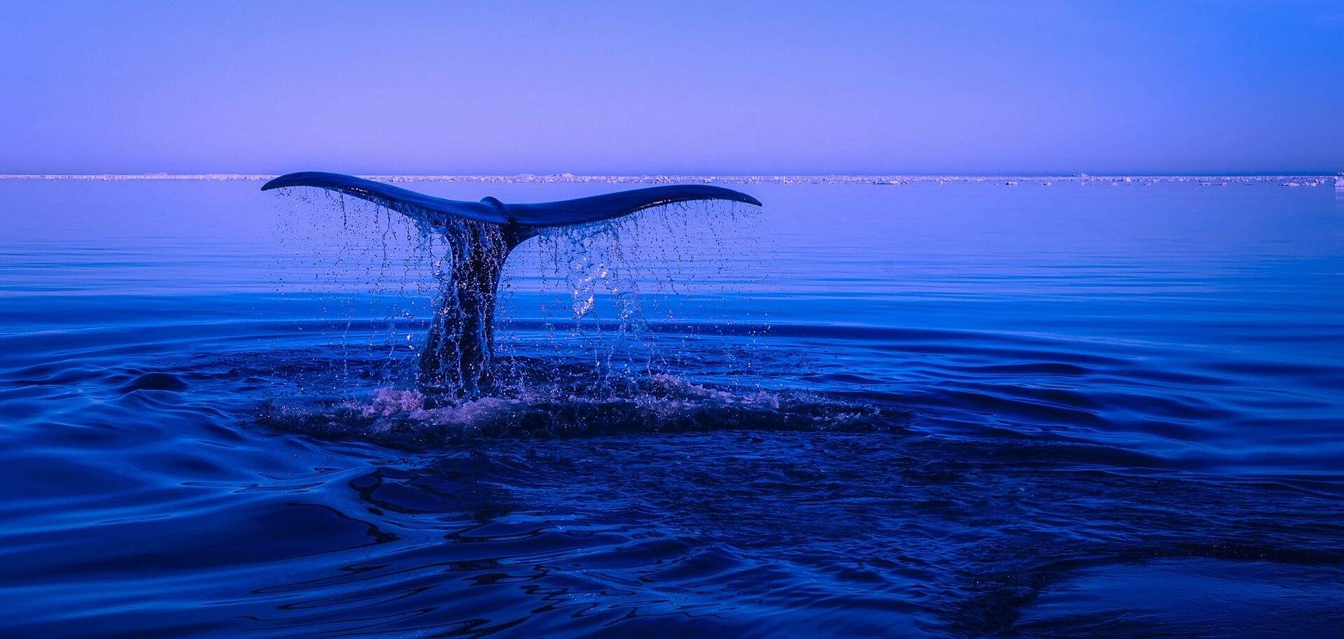 mermaid tail